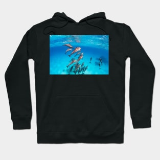 Spinner Dolphins at Red Sea Hoodie